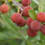 Lier・幡 - 庭のぐみ