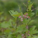 Lier・幡 - 庭のなにかな？