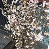 しら河 浄心本店 - 