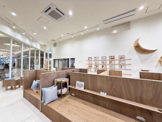 Cat Cafe MOFF Ionmoru Nagoyadomu Maeten photo 4