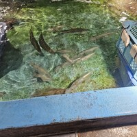 磯ぎよし 天神店 - 