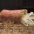 炭火焼肉 やまもと - 料理写真:オニオンスライスを抱く
