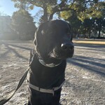 柴田モナカ本舗 - 