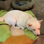 フィッシュ ハウス カフェ - 