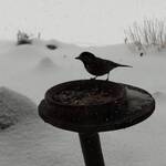 くつきそば 永昌庵 - 