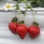 稲鍵ファーム - 