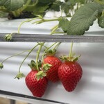 稲鍵ファーム - 