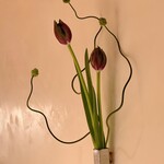 すが弥 - ブラックヒーロー。チューリップです。