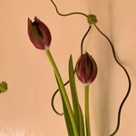 すが弥 - アムステルダムに住んでいた頃を思い出しました