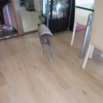 壱弐参 CAFE - 店主さんの愛犬ボーノさん。写真撮ろうと思ったら、カフェスペースからスタスタと出て行かれました。なので後ろ姿だけです。店内で音楽が鳴っている間は、店主さんがお仕事中なのを理解していて、カフェスペースには入って来ないんですって。