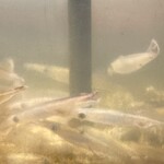 居酒屋 勇旬 いか太郎 - レジカウンターの後ろには大量のイカが入った水槽も。