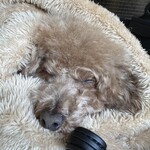 大衆食堂みゆき - おやつで満足して睡眠ｗ