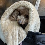 大衆食堂みゆき - シェリには持参のブランケット