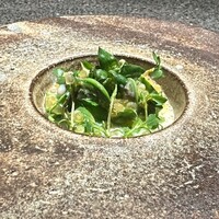 アニエルドール - 