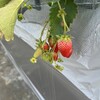 ストロベリーファーム ふじもと