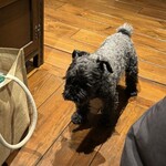 カフェ香咲 - 看板犬