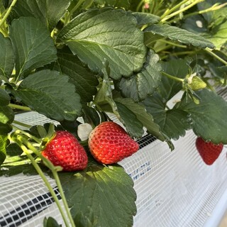 おきうね農園_1