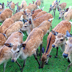 Maika - 奈良公園にて・・・なぜかカエルに､あっちゅーまに集まる鹿軍団｡｢鹿使い｣の称号を授かりました(笑)