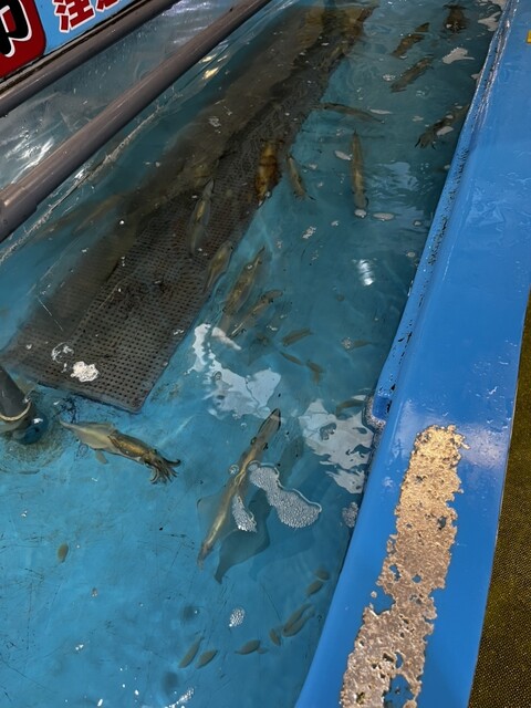 口コミ一覧 : 函館朝市 駅二市場 活いか釣り広場の写真