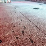 居酒屋 さか盛 - ボクらの足跡（笑）