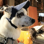 TAWKS - 店内ワンコ可