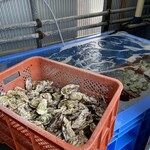 日進丸 - 牡蠣プール