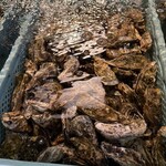 야마에이 수이산