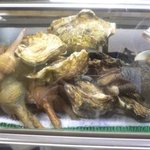 華ぶさ - ネタケースの夜鳴貝、牡蠣、本ミル貝