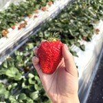 館山いちご狩りセンター - 