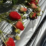 館山いちご狩りセンター - 