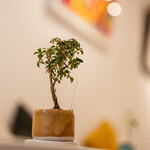 熟成スパイス薬膳カレーと生プリンの店 ８こまち。 - 