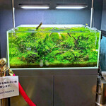 らぁめん 信 - 熱帯魚の水槽も大分良い感じになってきました