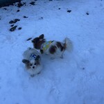 CARO FORESTA Karuizawa Jyarudino