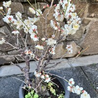 うなぎ割烹 大江戸 - 