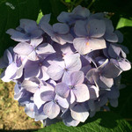 手打ち蕎麦 かね井 - 京都の紫陽花⑥あれ…？似た感じの色合いね(^.^)