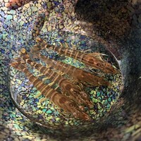 鮨くにみつ - 