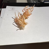 天七 - 