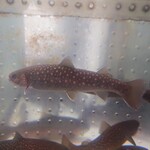 いわな - 泳ぐ岩魚