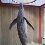 鯨が・・ダイナミック♪