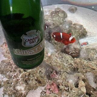 コーラルカフェバー_0