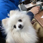 LATTE GRAPHIC - わんこOKなテラス席。