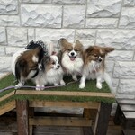 CARO FORESTA Karuizawa Jyarudino