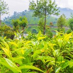 Heritance Tea Factory - 