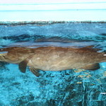 愛南 市場食堂 - 大きなクエが生簀にいました。