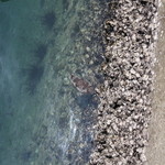 愛南 市場食堂 - ハリセンボン