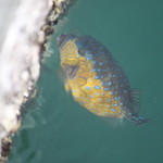 愛南 市場食堂 - 一生懸命何か食べてました。