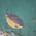 愛南 市場食堂 - カラフルなハコフグ