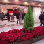 ニユートーキヨー　庄屋 - 岡山一番街　クリスマスらしいポインセチアが綺麗♪