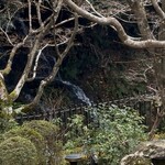 霞中庵 音和そば - 