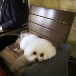 リストランテ ピッツェリア ジャンカルロ トウキョウ - お肉まだかな？